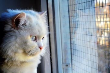 cara-agar-kucing-mau-di-kandang-20220718044430